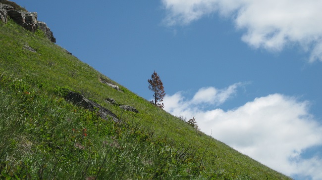 A single pine tree stands on a diagonal slope