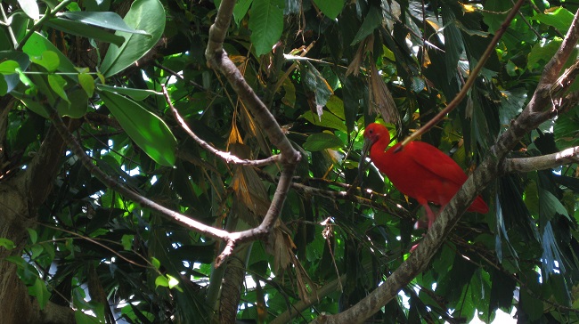 A bright red bird among green leaves